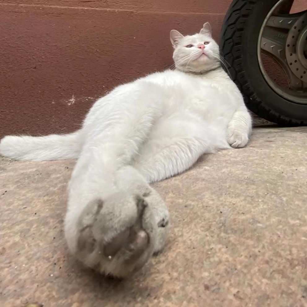 一只肥猫