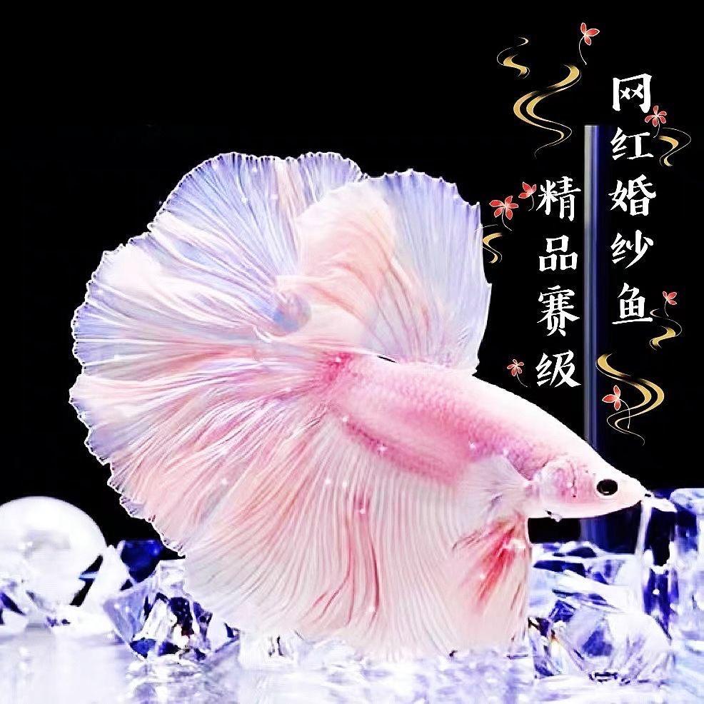 启航水族馆