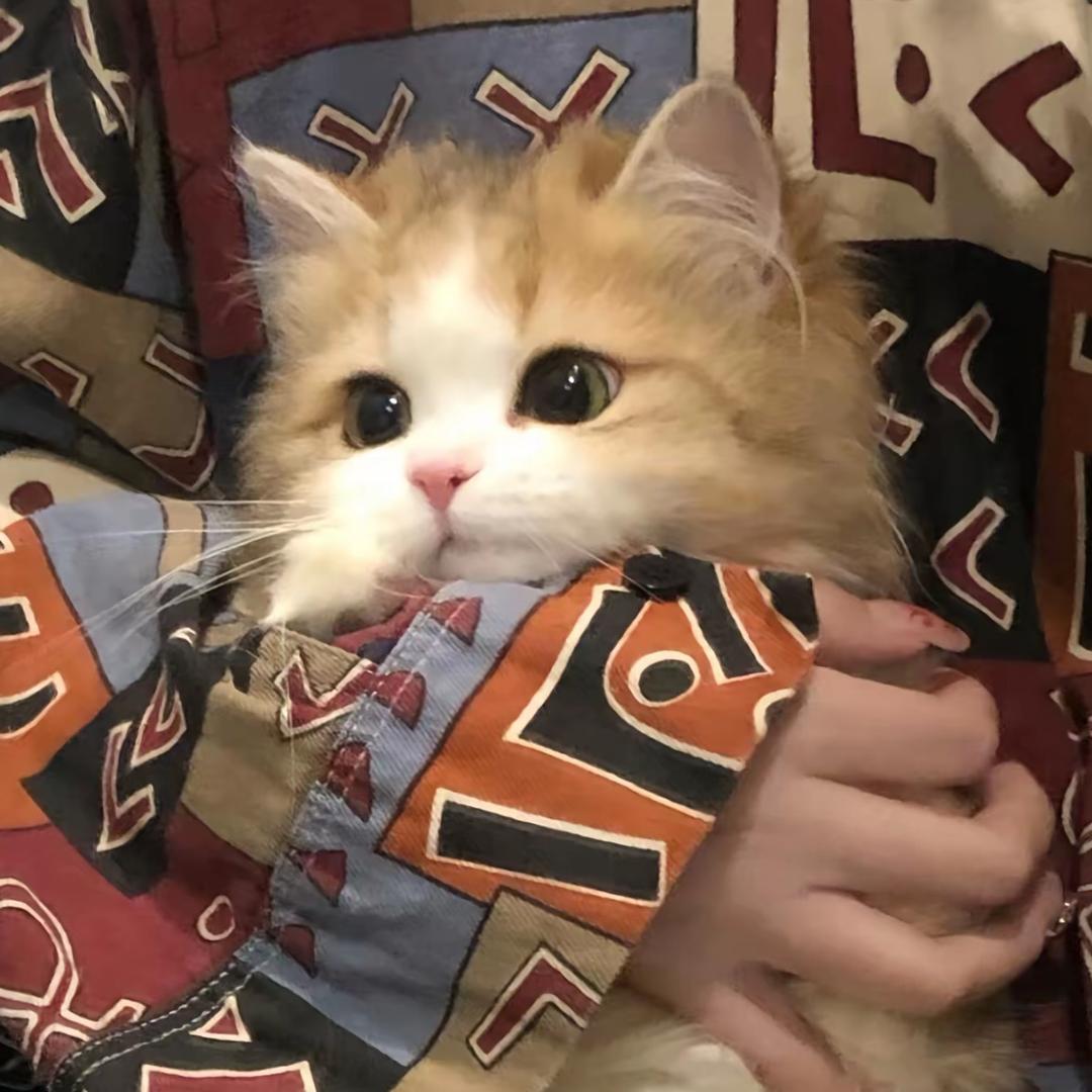 嗷呜一口·猫咖