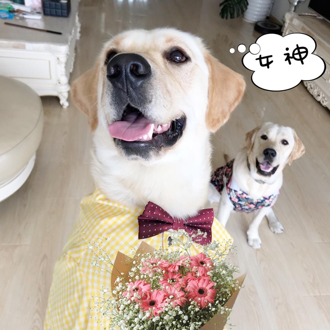 拉布拉多钻石和元宝