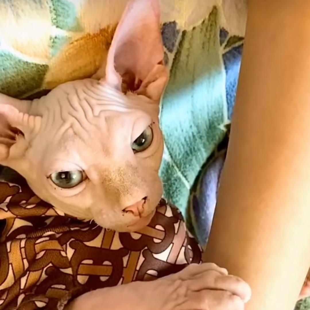 排气管是一根无毛猫