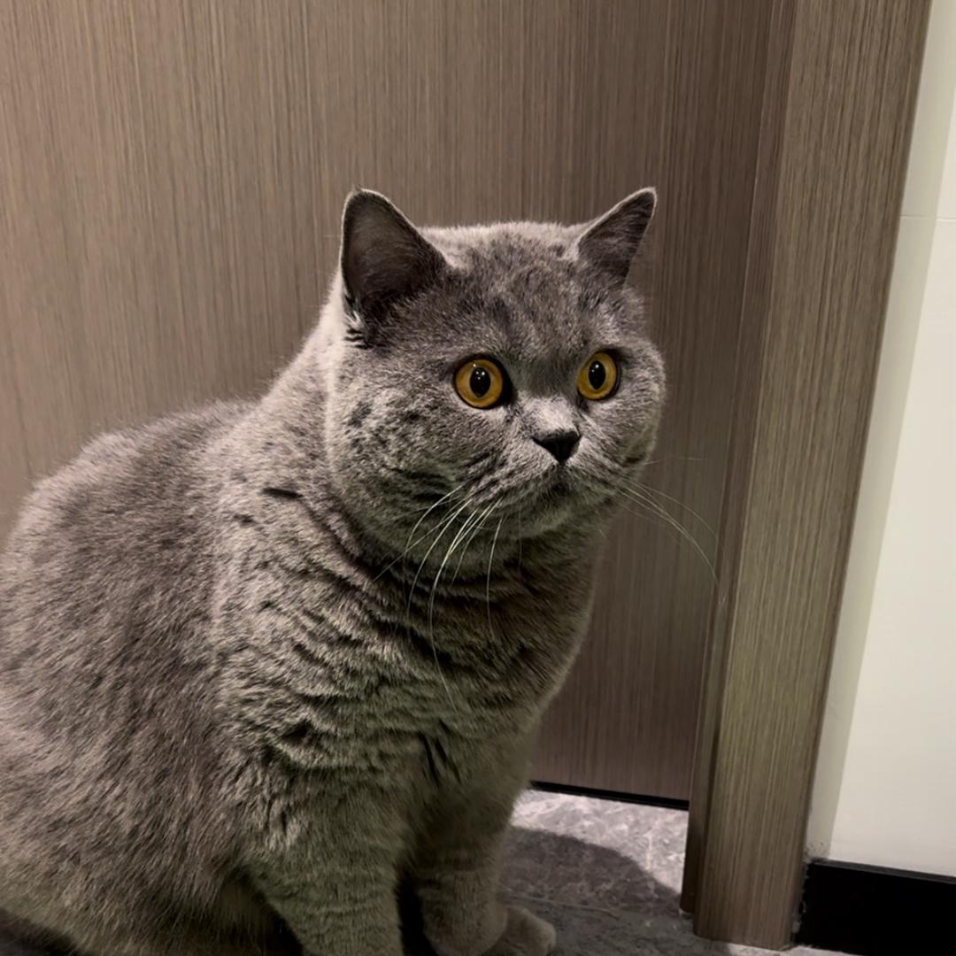 旺仔仔的宝藏屋