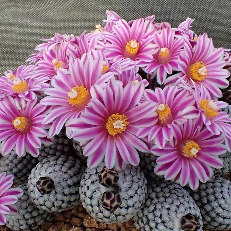 小花匠园艺优选