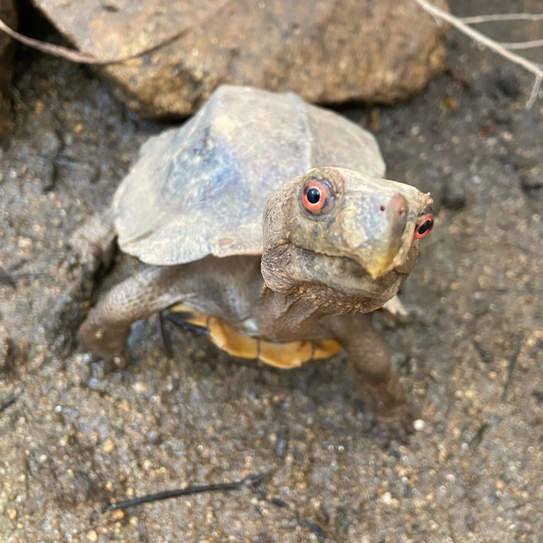 养龟小师兄🐢