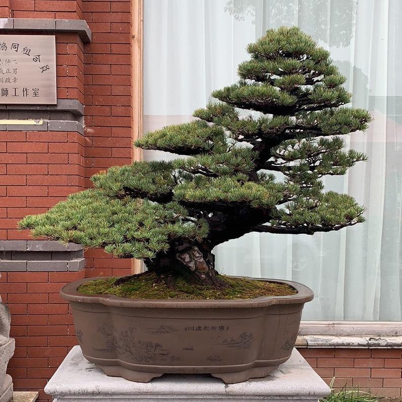 如皋市汇松盆景经营部