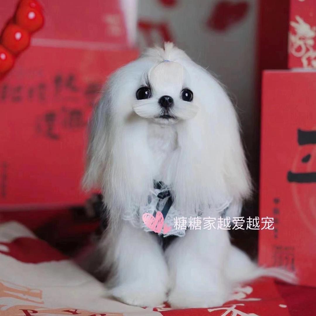 糖糖家越爱越宠