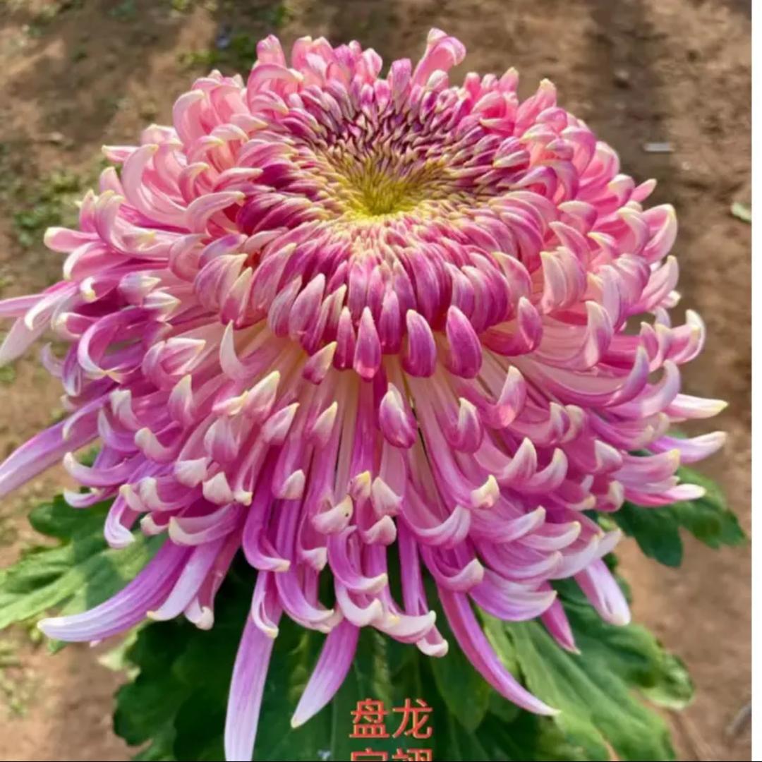 山东青雨花卉天天