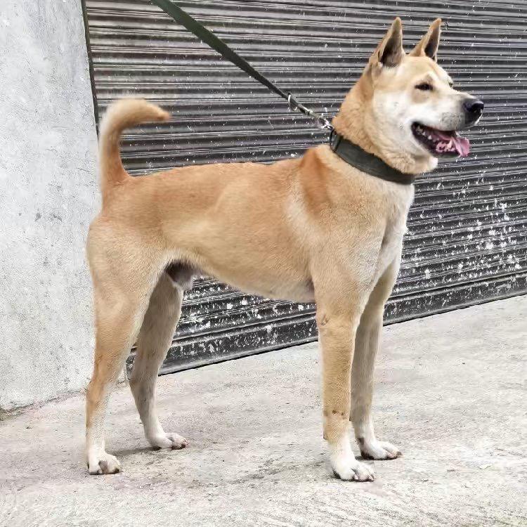 广西宠小窝土猎犬