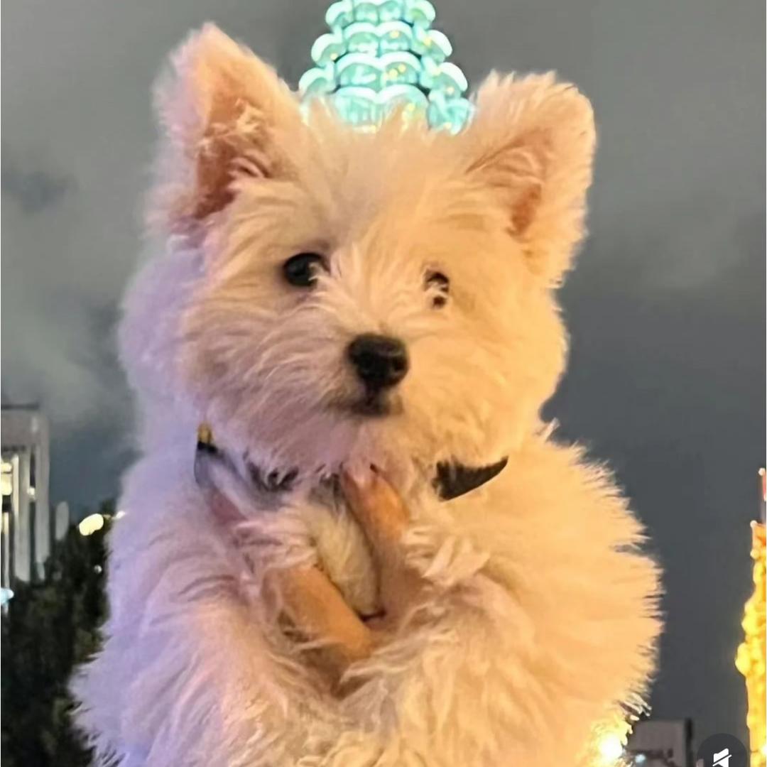 可爱霸王花