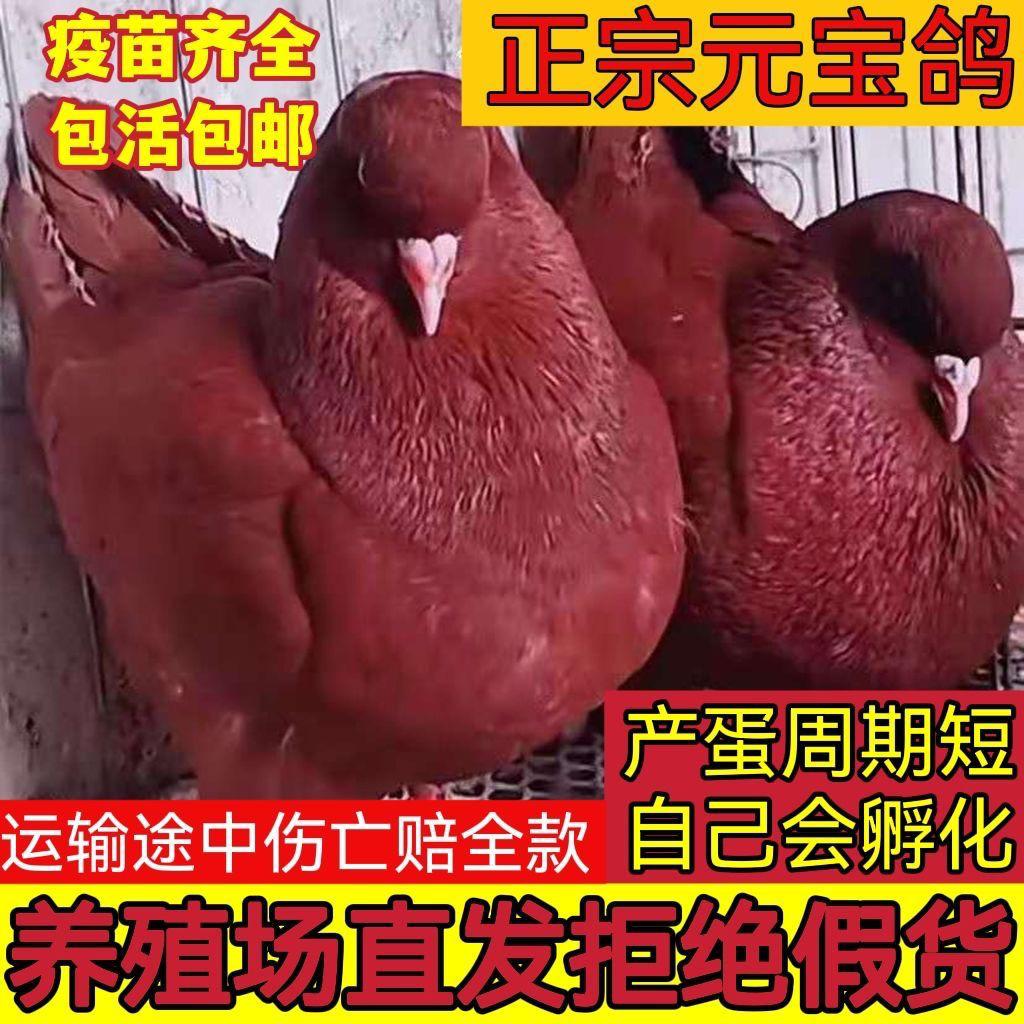 永兴元宝鸽舍