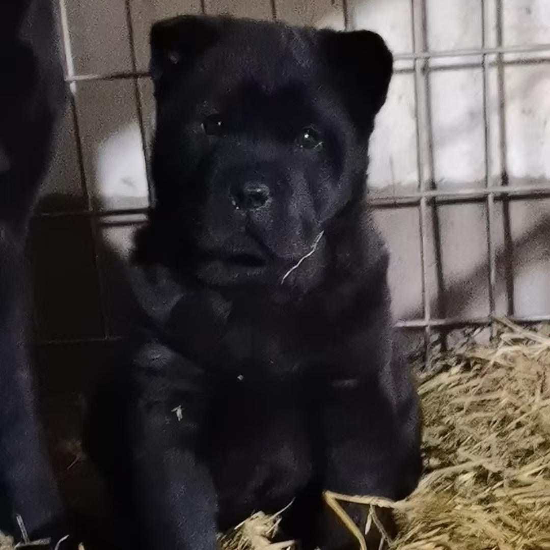 馨宠潮汕五黑犬