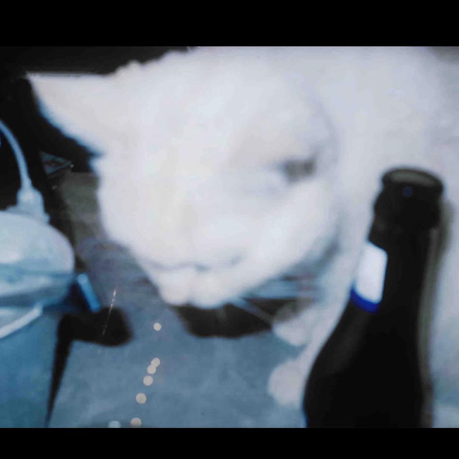 牙疼猫