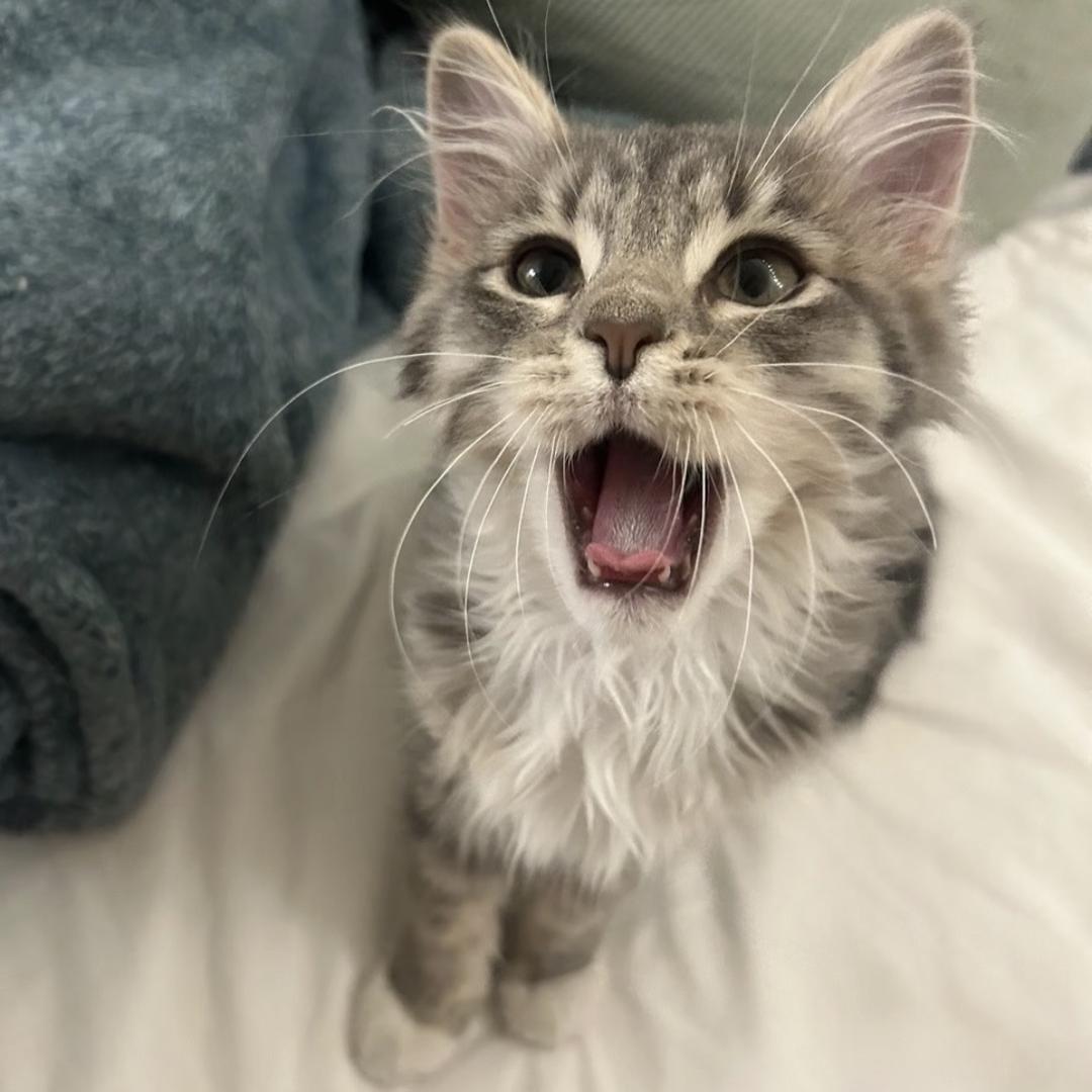 Vivi.