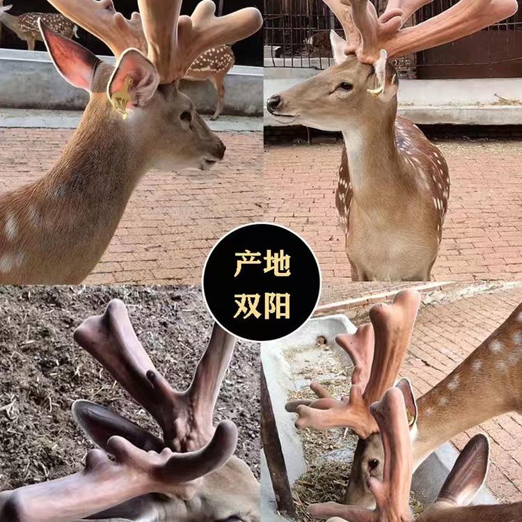 鹿乡老张头鹿场