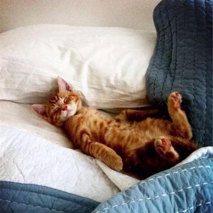 不想起床的猫