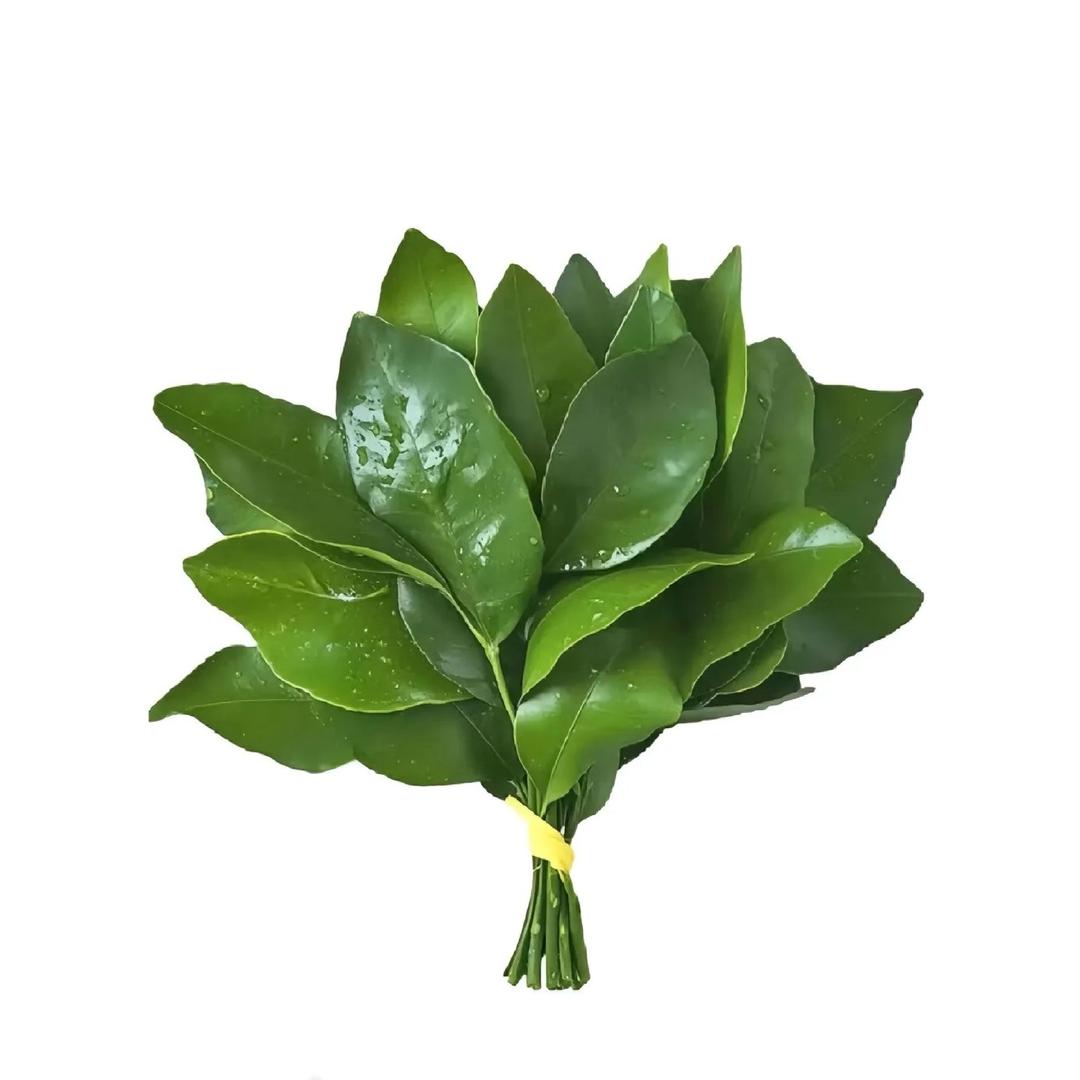 ✨好运崽崽🍀