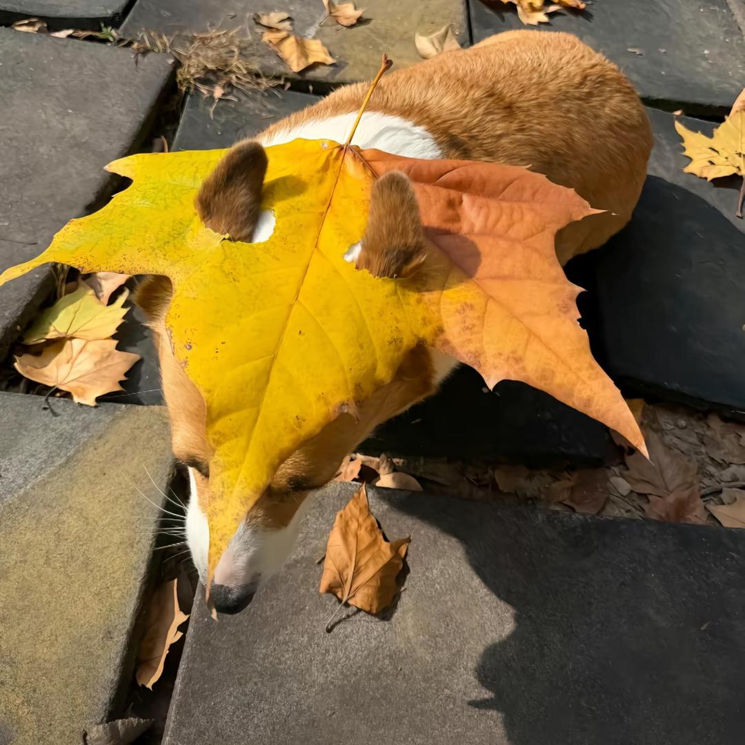 时过境迁（三角洲）