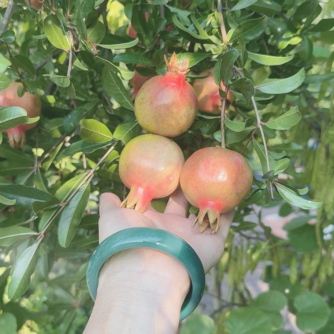 🌱绿叶🌱