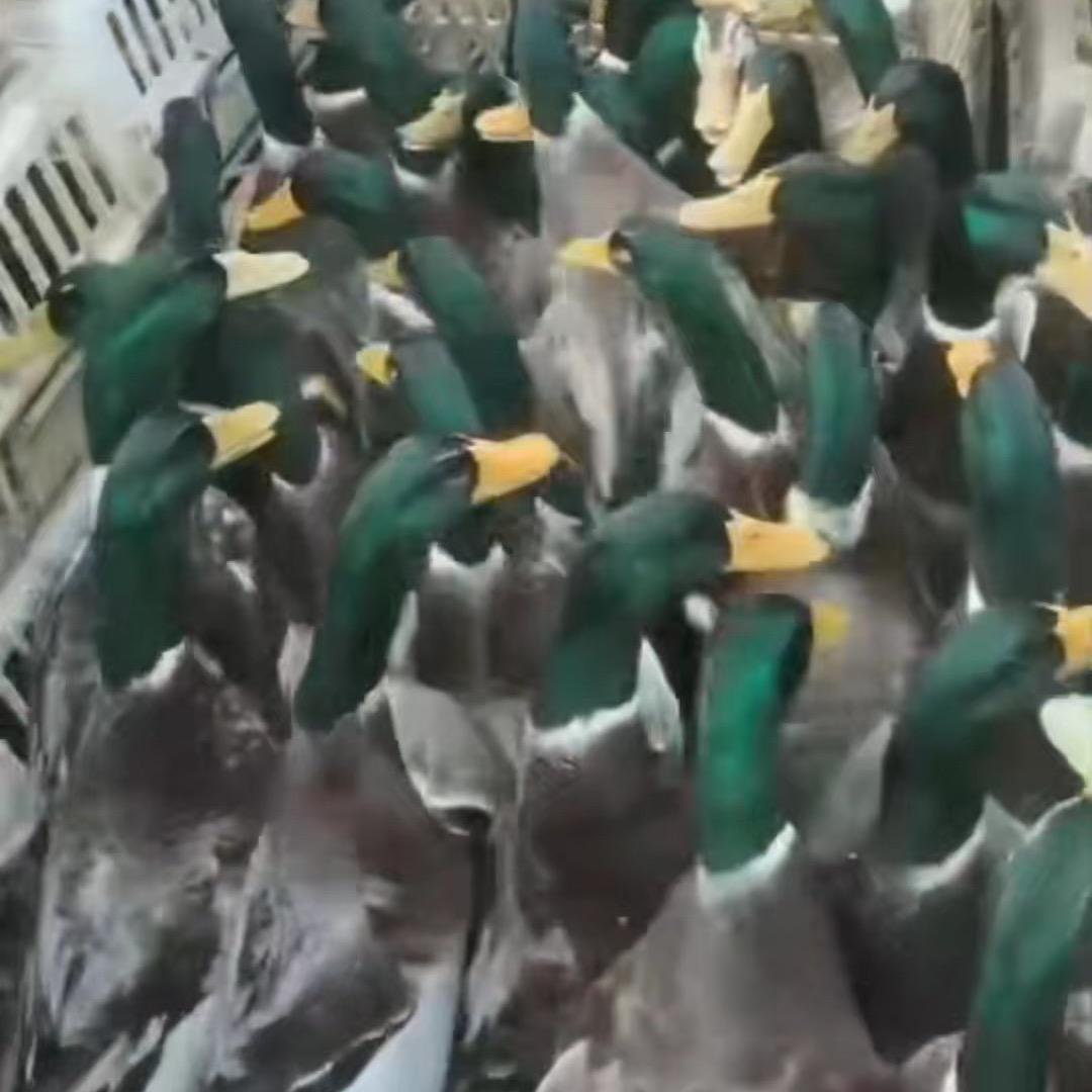 广西鸭总十仔