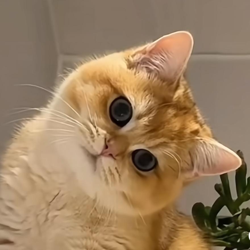 了不起的倔驴