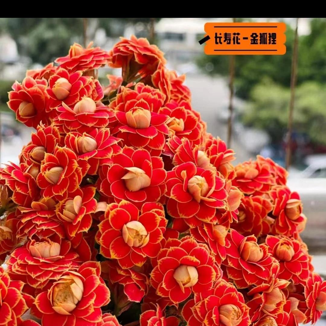 隔壁老齐的花棚（企业店）