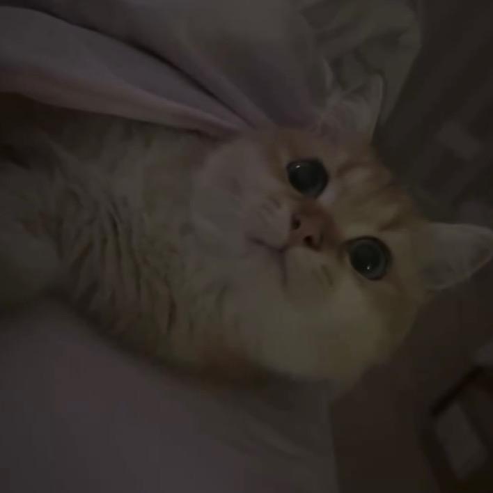 小猫不流泪