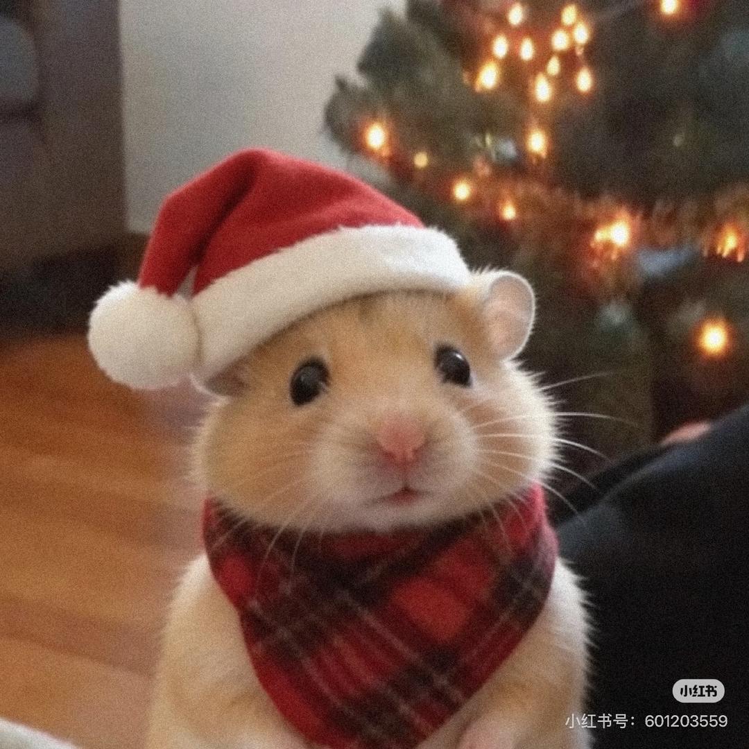 互联网快乐小🐻