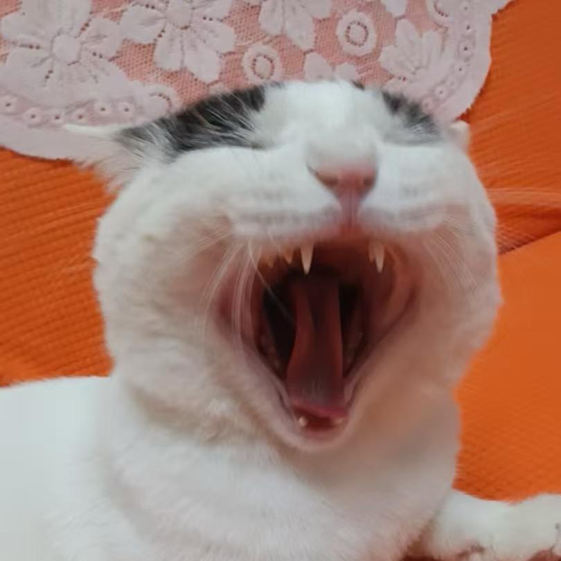 玩猫粑粑的瀛宝儿