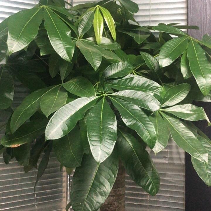 平安花