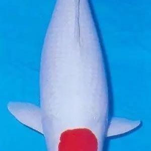 鲤梦月水产屋