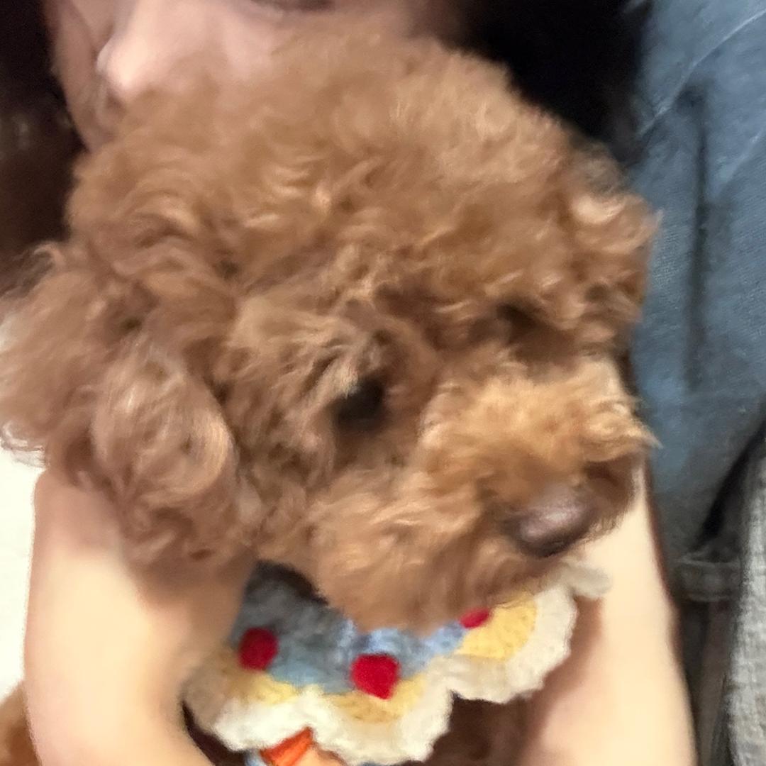 小熊伊布
