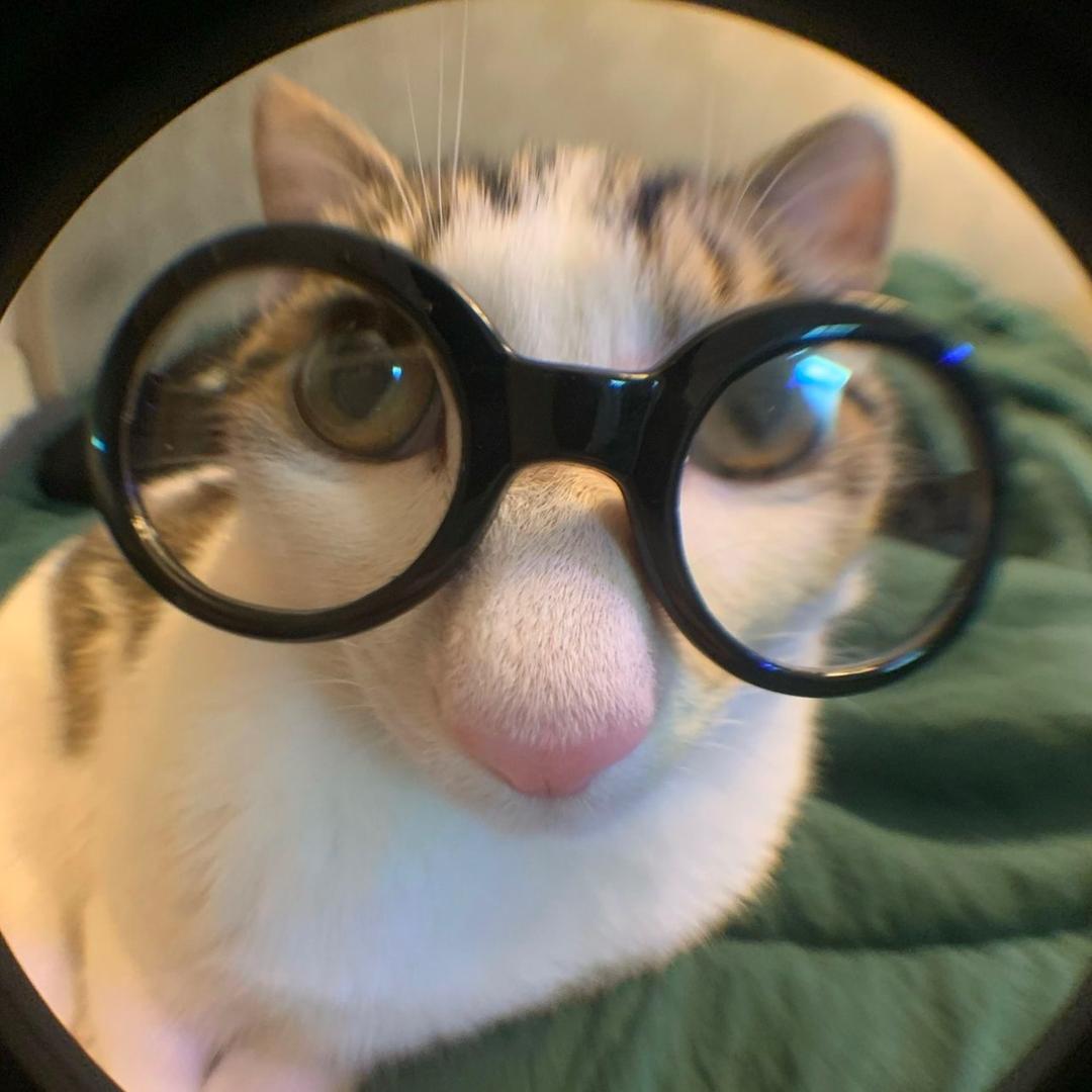 一根猫条