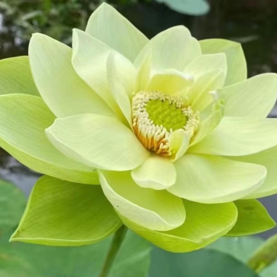 有缘人