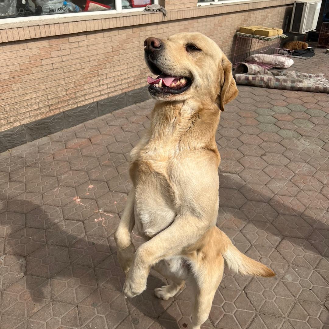 桥市爱犬