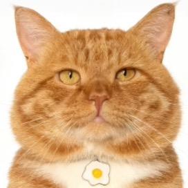 草莓你个不拿拿