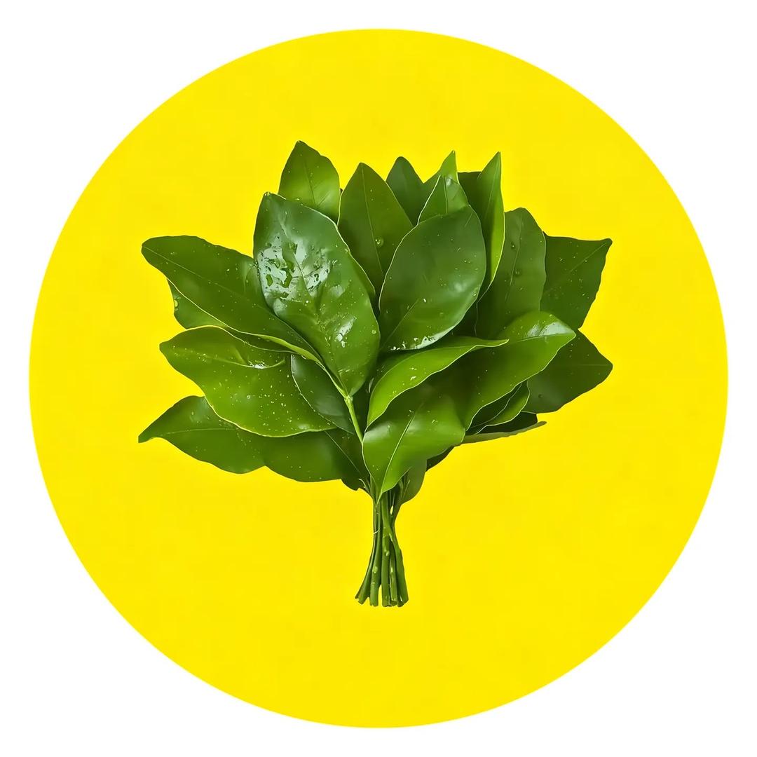 阳宝