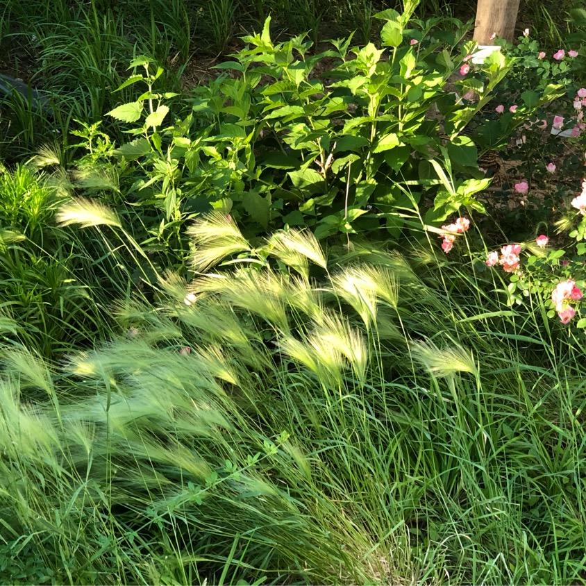 香香虚构子头像