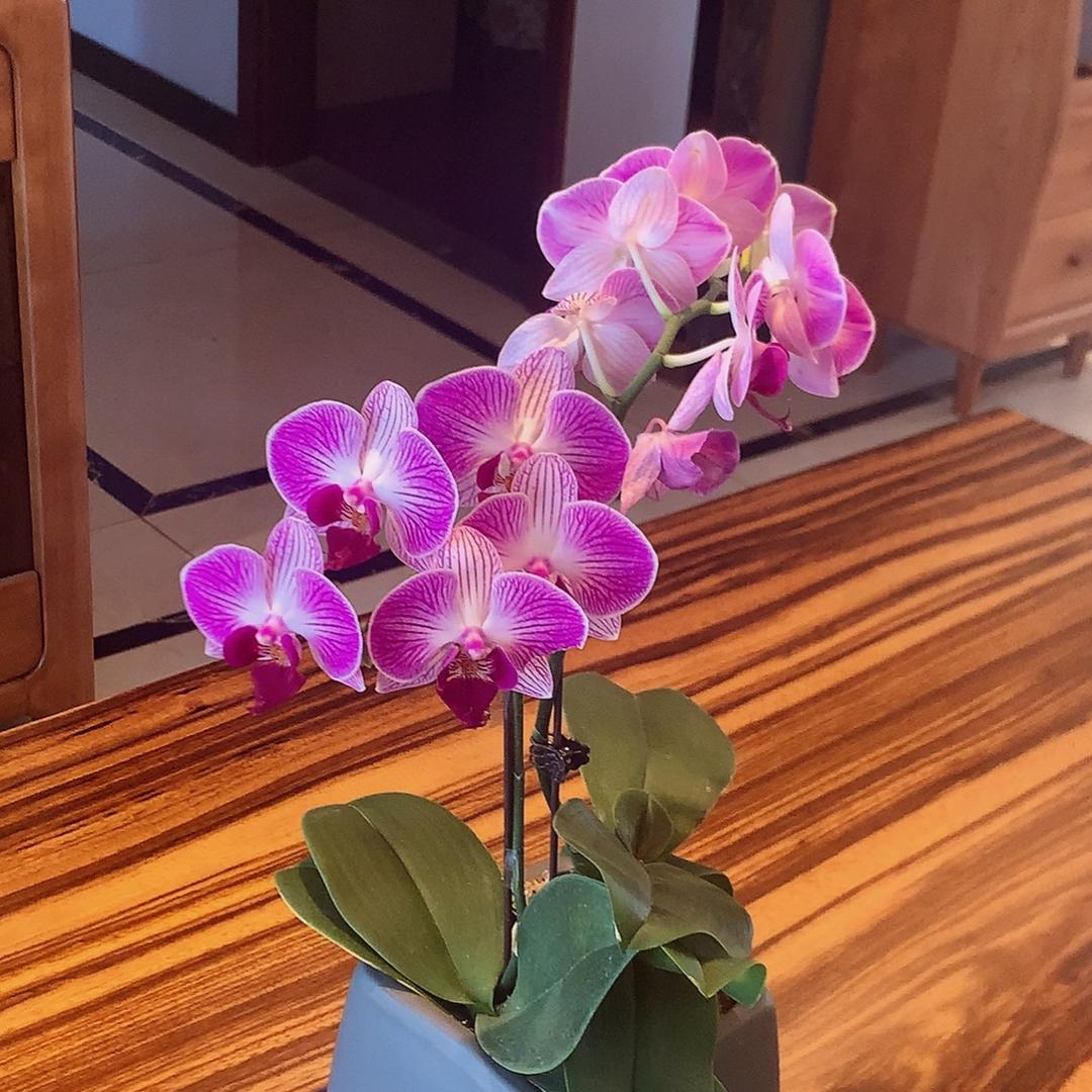 晓季