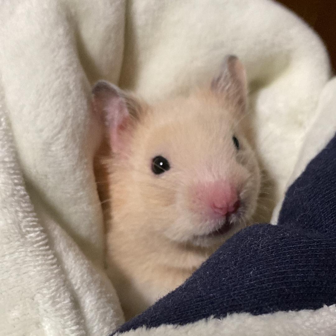 鼠西西的快乐生活(橱窗营业中)