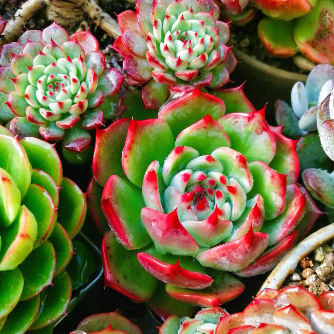 彩虹女巫的花园