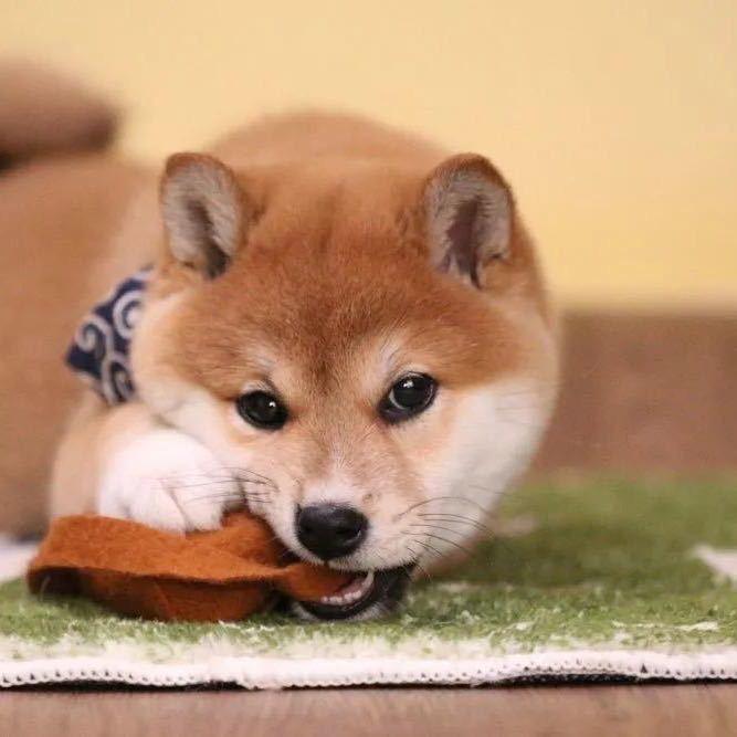 奇迹萌宝