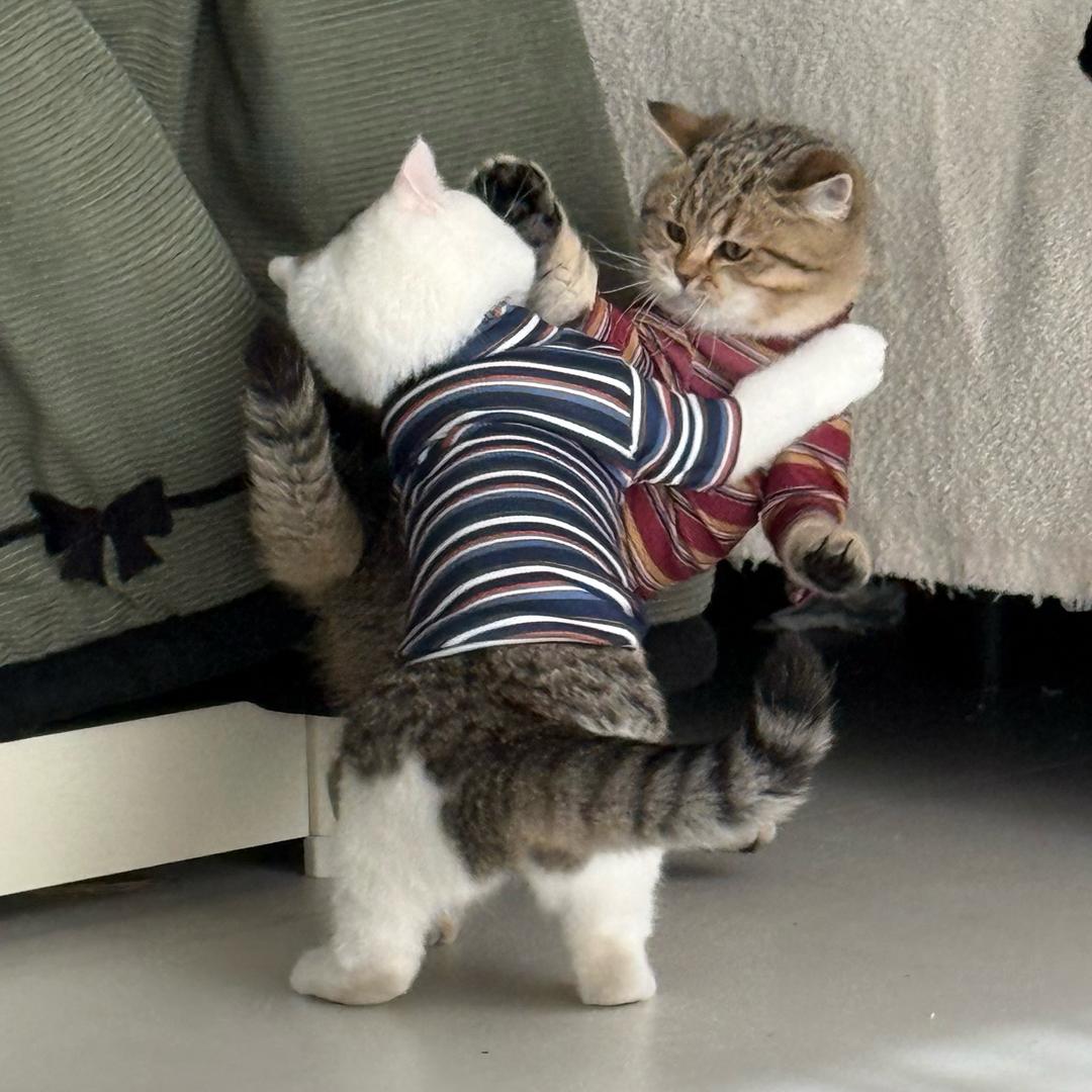 小翠芬和小老虎