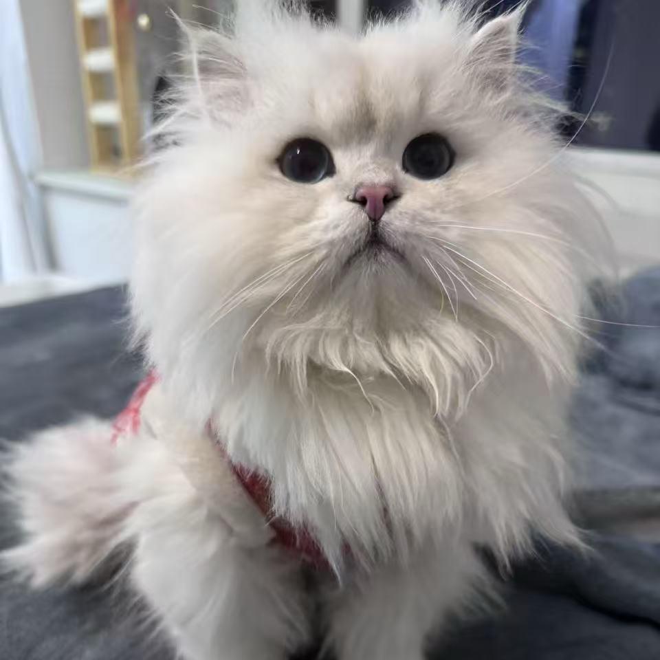 小白不吃糖