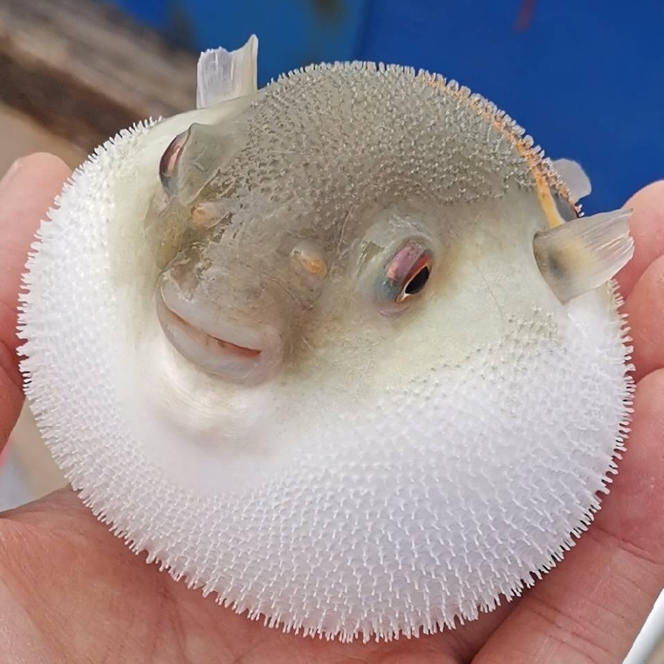 沐沐
