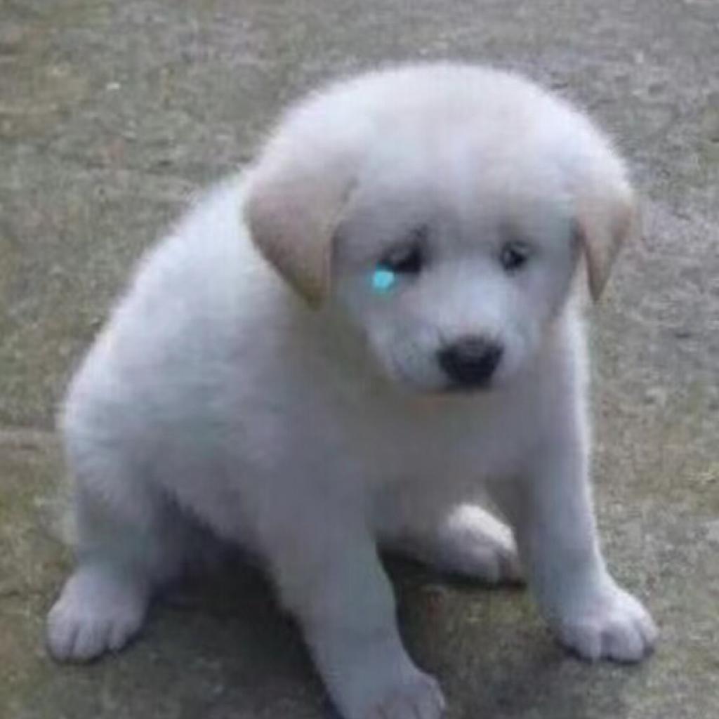 bbbb（不是马嘉祺本人）