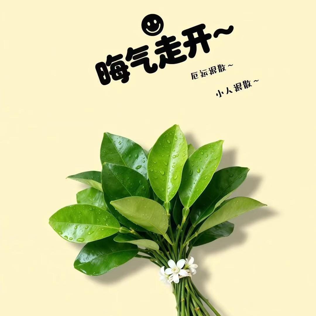 是柠檬呀🍀