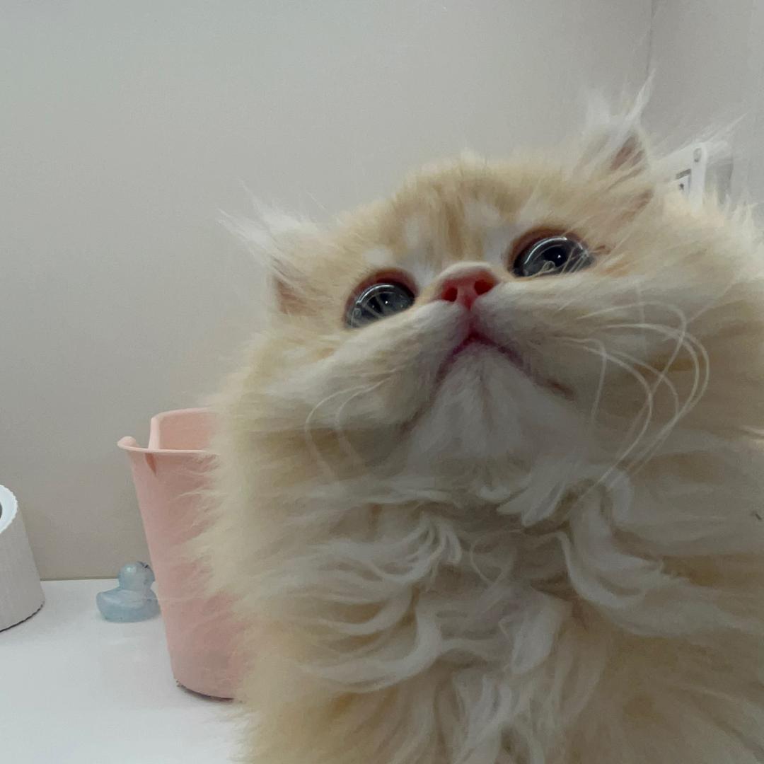 邂逅˘ᜊ˘ ᶻᶻᶻ