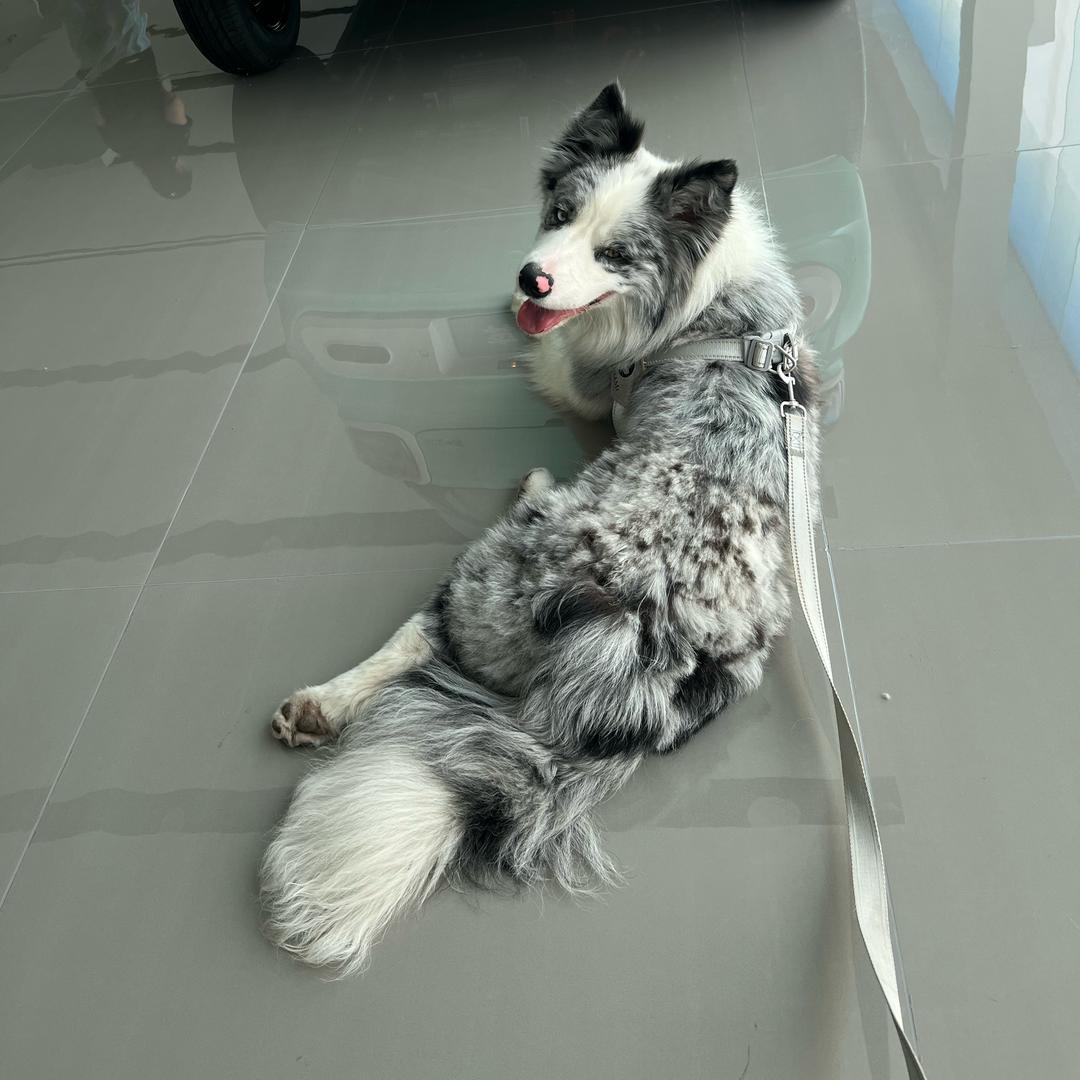 🐩ᩚ十亿宠物🐩ᩚ