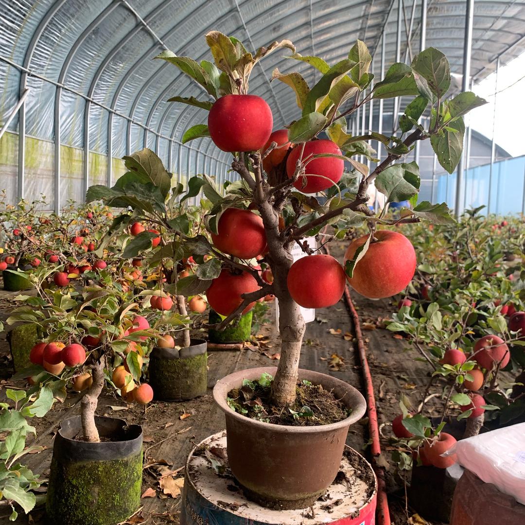 盆景艺术种植基地