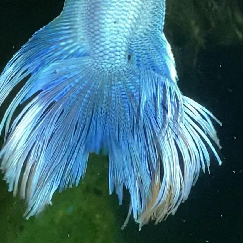 隆邦斗鱼
